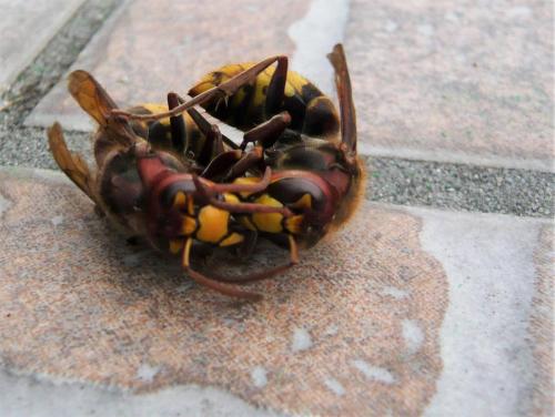 Vespa crabro